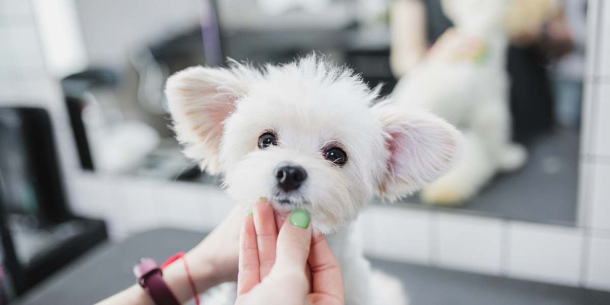 Benefits of dog grooming