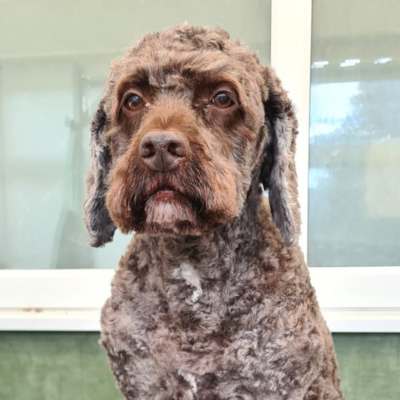 Bailey after his groom at K9 Shape & Shine Dog Groomers Warrington