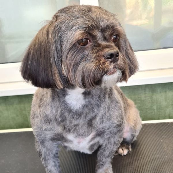 Bella the Shih tzu after her groom at K9 Shape and Shine Dog Groomers in Warrington