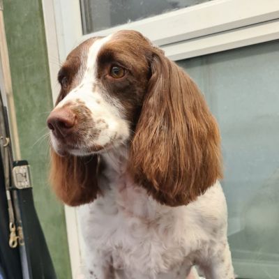 Bonnie after her groom at K9 Shape and Shine Dog Groomers in Warrington