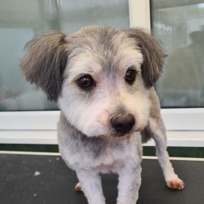 Casper after his groom at K9 Shape and Shine Dog Groomers Warrington