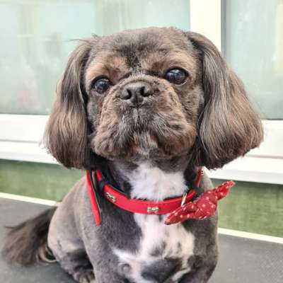 Gizmo after his groom at K9 Shape and Shine Dog Groomers Warrington