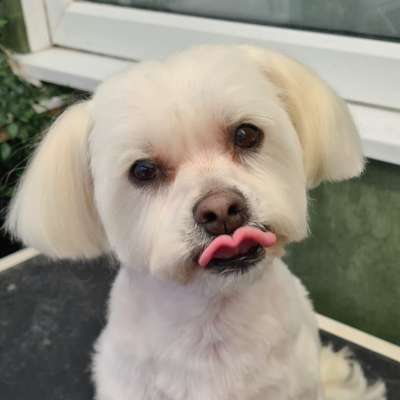 Henry after his groom at K9 Shape and Shine dog groomers in Warrington