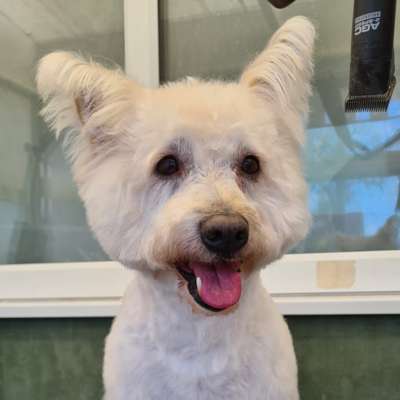 Jack after his groom at K9 Shape and Shine Dog Groomers Warrington