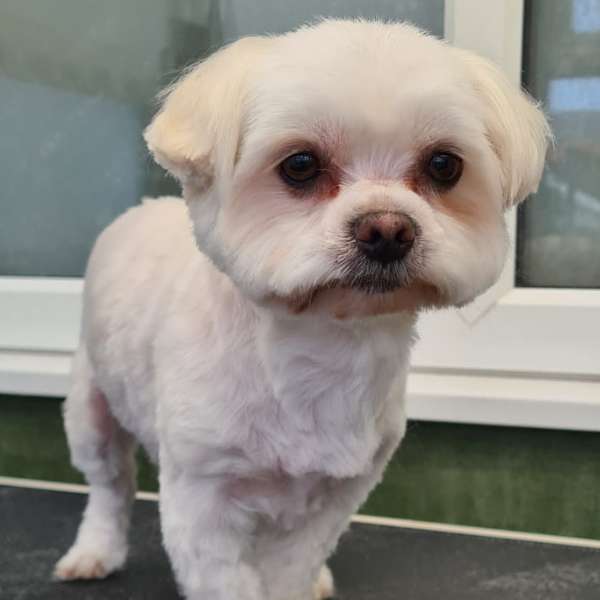 Mollie after her groom at K9 Shape and Shine Dog Groomers Warrington