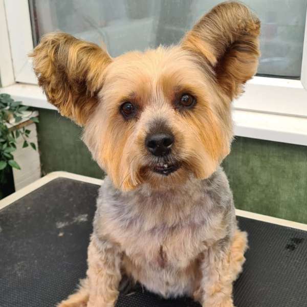 Tia after her groom at K9 Shape and Shine Dog Groomers in Warrington