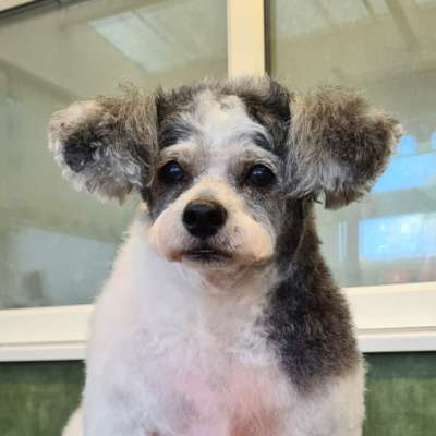 Weller after his groom at K9 Shape and Shine Dog Groomers in Warrington