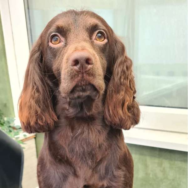 Arnold after his groom at K9 Shape and Shine dog groomers Warrington