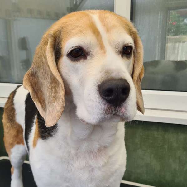 Barney freshly bathed at K9 Shape and Shine dog groomer