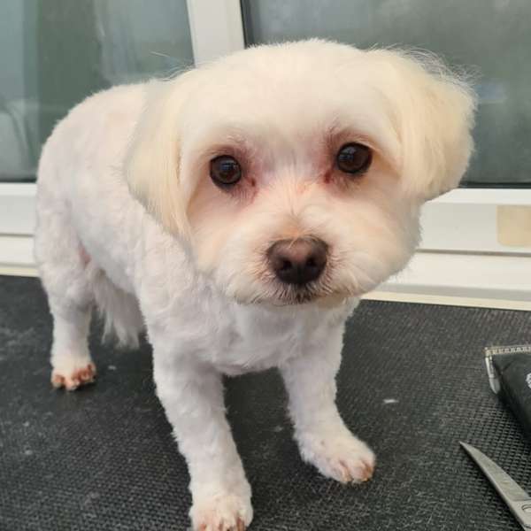 Biggi after his groom at K9 Shape and Shine Dog Groomers Warrington