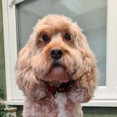 Coco the cocker-poo after her groom at K9 Shape and Shine dog groomers warrington