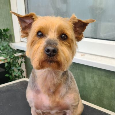 Cocoa after his groom at K9 Shape and Shine Dog Groomers Warrington