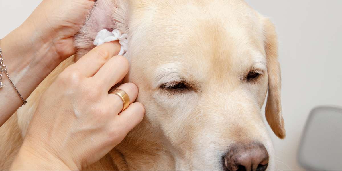 caring for dogs ears