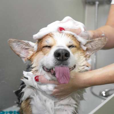 dog grooming bath