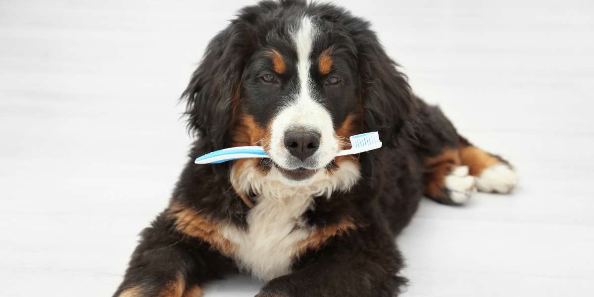 dogs dental care