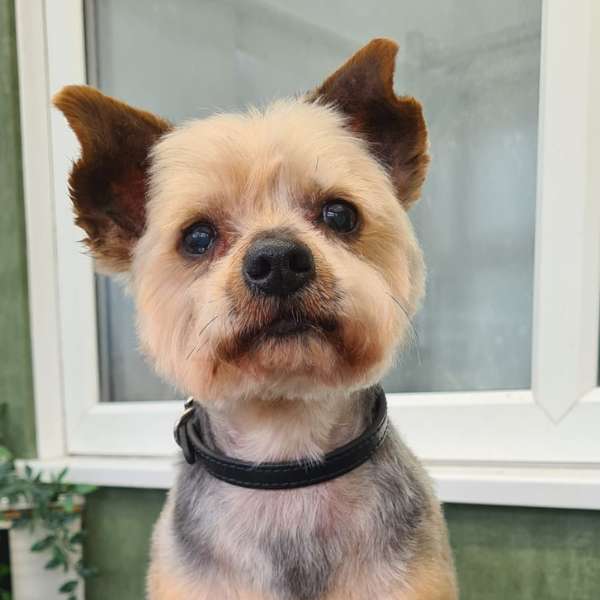 Finn the Yorkie groomed at K9 Shape and Shine Warrington