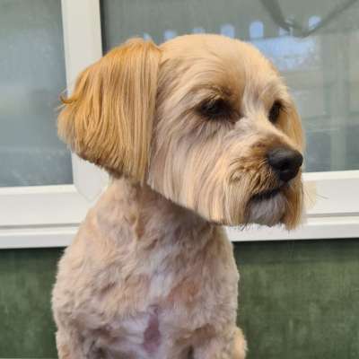 Fudge after his groom at K9 Shape and Shine dog groomers in Warrington