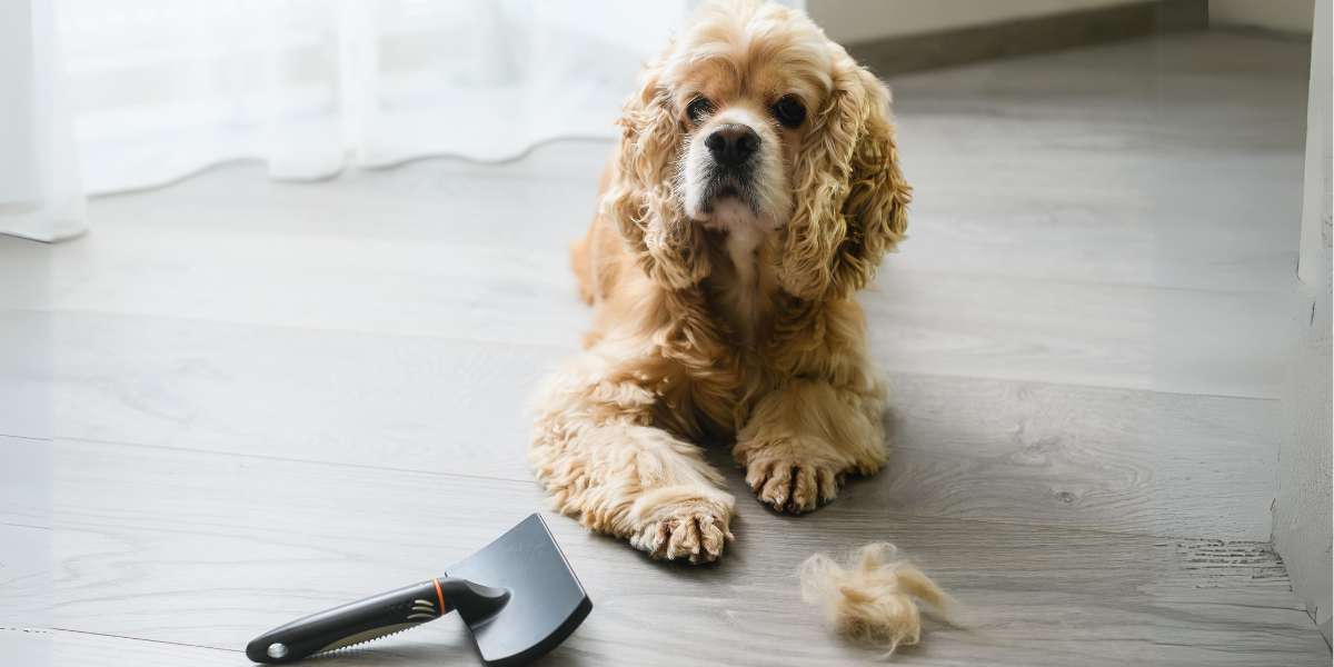 Dog Grooming Brushes Review
