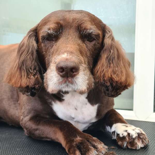 cocker spaniel groomed by k9 shape and shine