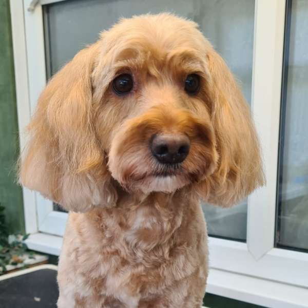 Honey groomed by K9 Shape and Shine