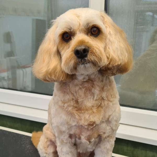 Judd freshly groomed at K9 Shape and Shine