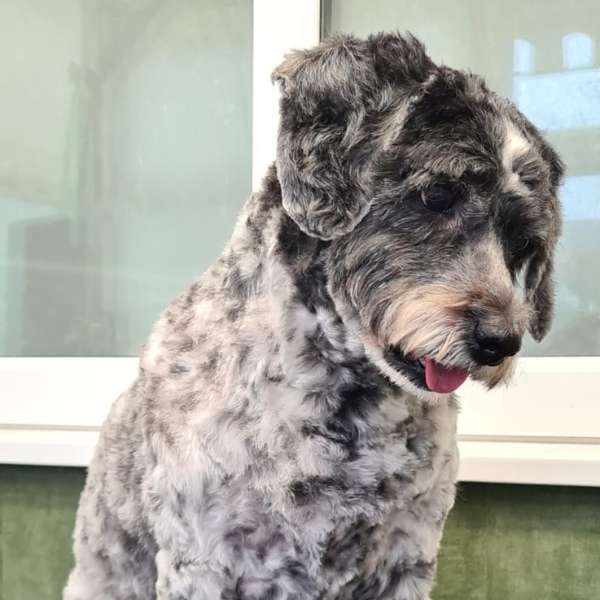 Loki after a groom at K9 Shape and Shine dog groomers Warrington