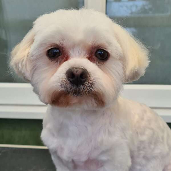 Millie after her groom at K9 Shape and Shine dog groomers in Warrington