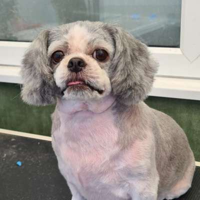 Rosie after her groom at K9 Shape and Shine Dog Groomers Warrington