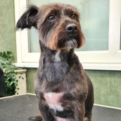 Roxy after her groom at K9 Shape and Shine dog groomers Warrington