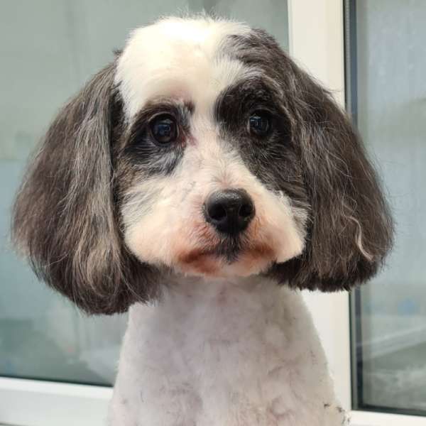 Sparky fresh after his groom at K9 Shape and Shine