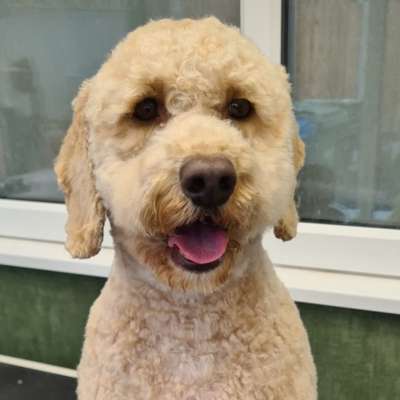 Duncan the cockerpoo after his groom at K9 Shape and Shine dog groomers in Warrington
