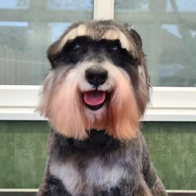 Tina a Schnauzer after her groom at K9 Shape and Shine dog groomers in Warrington