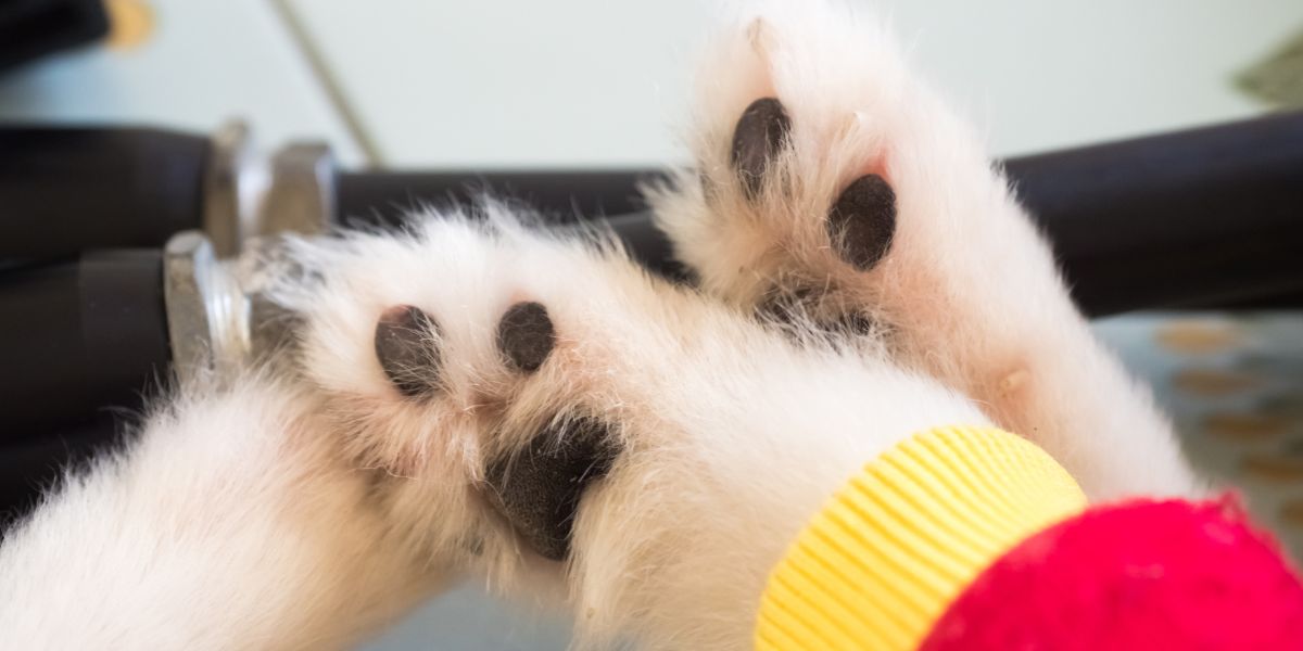 A look into the distinct smell of dogs feet